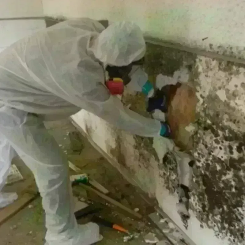 Mold Remediation and Removal in Mebane, NC